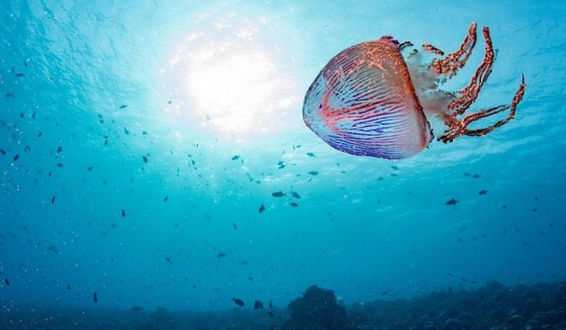 Το καλύτερο αντίδοτο για το τσίμπημα της μέδουσας και της τσούχτρας