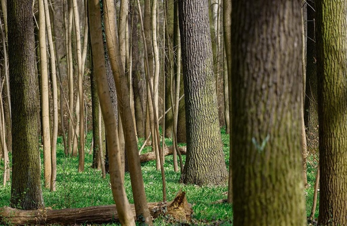 Τα δάση ως δεξαμενές αποθήκευσης άνθρακα