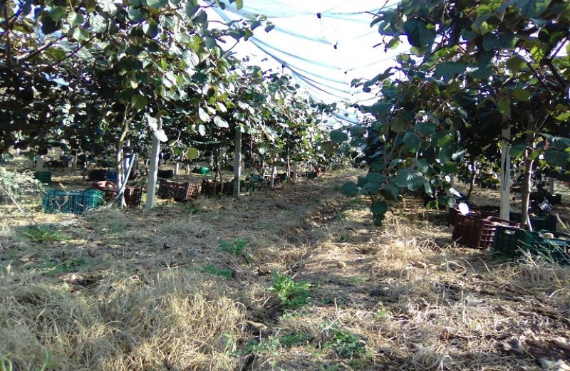 Κύριοι εντομολογικοί εχθροί ακτινιδιάς