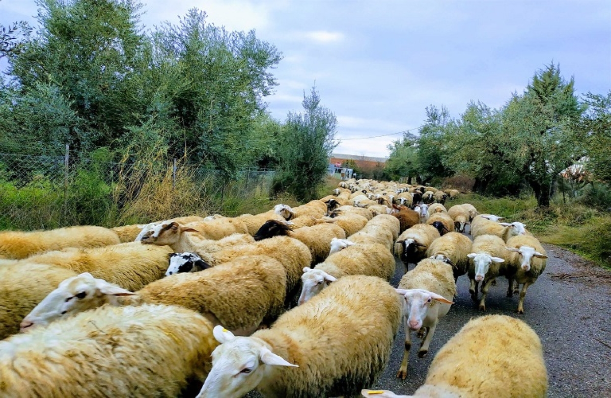 40 εκατ. ευρώ για τη στήριξη των κτηνοτρόφων