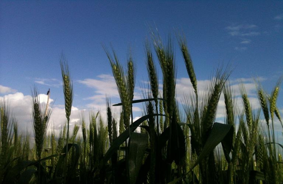 Πώς θα διατεθούν οι πόροι από το Ευρωπαϊκό Ταμείο Ανάκαμψης;