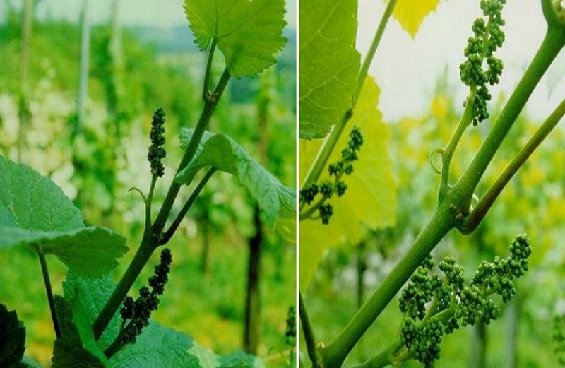 Εχθροί και ασθένειες του αμπελιού