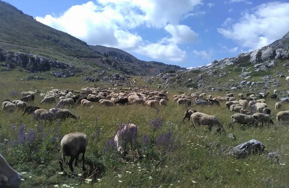 Προγραμματική Σύμβαση για το Διαχειριστικό Σχέδιο Βόσκησης Δυτικής Ελλάδος