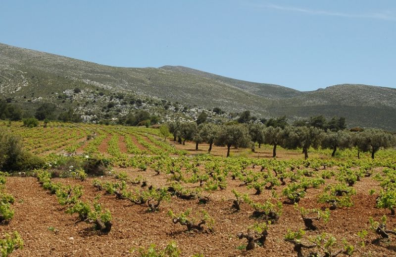 Αναδιάρθρωση Αμπελώνων: οι όροι ένταξης
