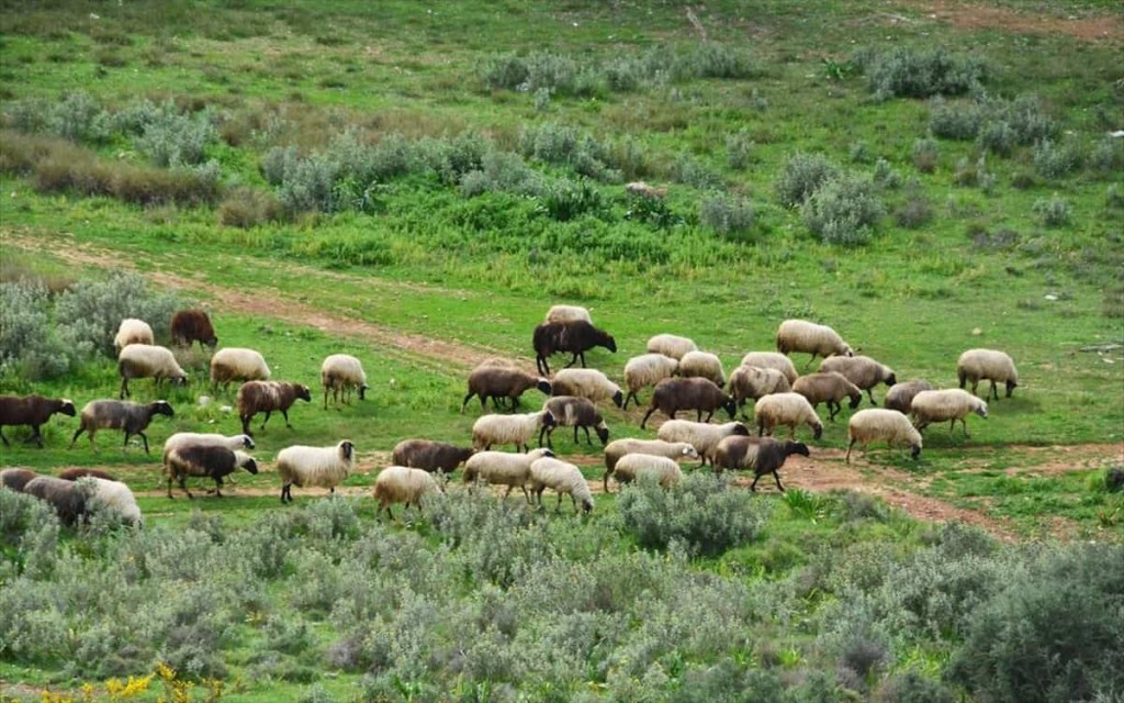 ΟΠΕΚΕΠΕ: Ο κτηνοτρόφος «πολυτελείας» και το κέντρο μασάζ που έλαβε επιδοτήσεις