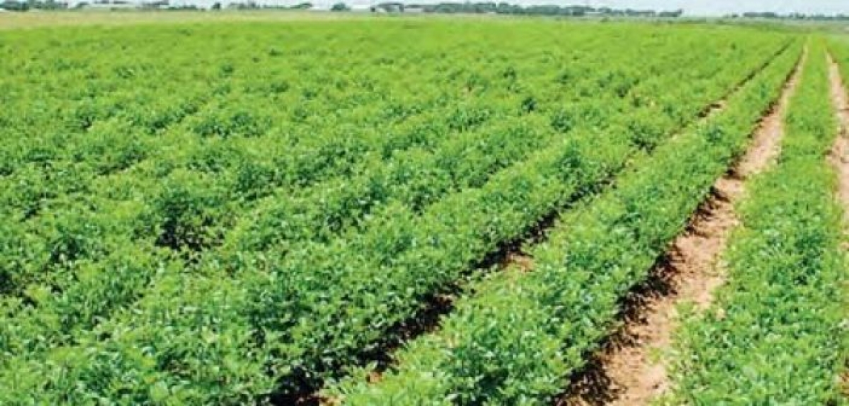 Μεσολόγγι – Ξηρόμερο: Πρόγραμμα κατάρτισης για νέους γεωργούς εντός του Μαΐου