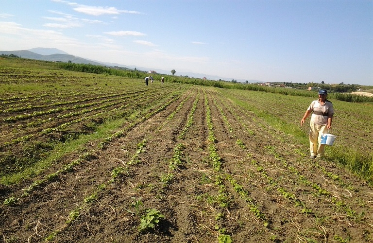 Απλοποίηση των κανόνων της ΕΕ για τις αγροτικές ενισχύσεις