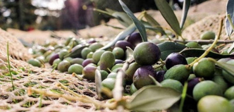 Κάλεσμα ΟΑΣ σε παραγωγούς ελιάς την Κυριακή στο Καινούργιο (Κυρ 18/10/2020 19:30)