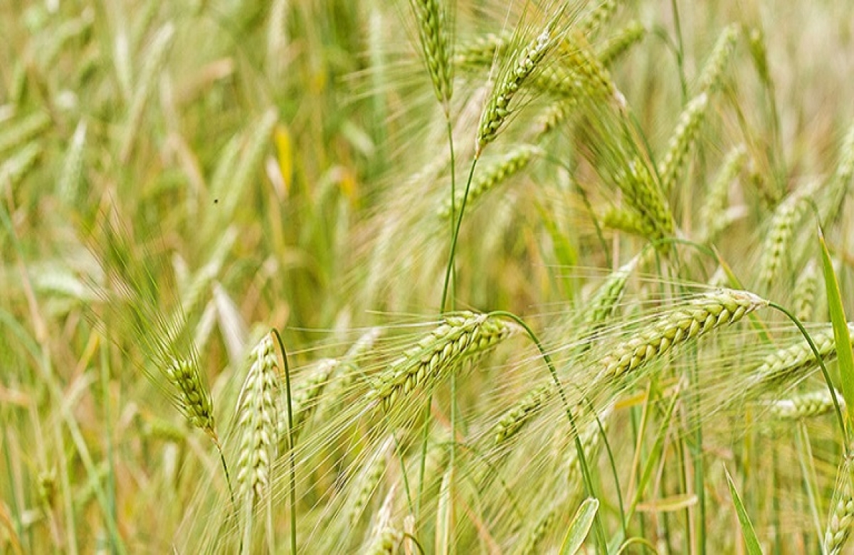 Προβλέψεις για την παγκόσμια παραγωγή δημητριακών