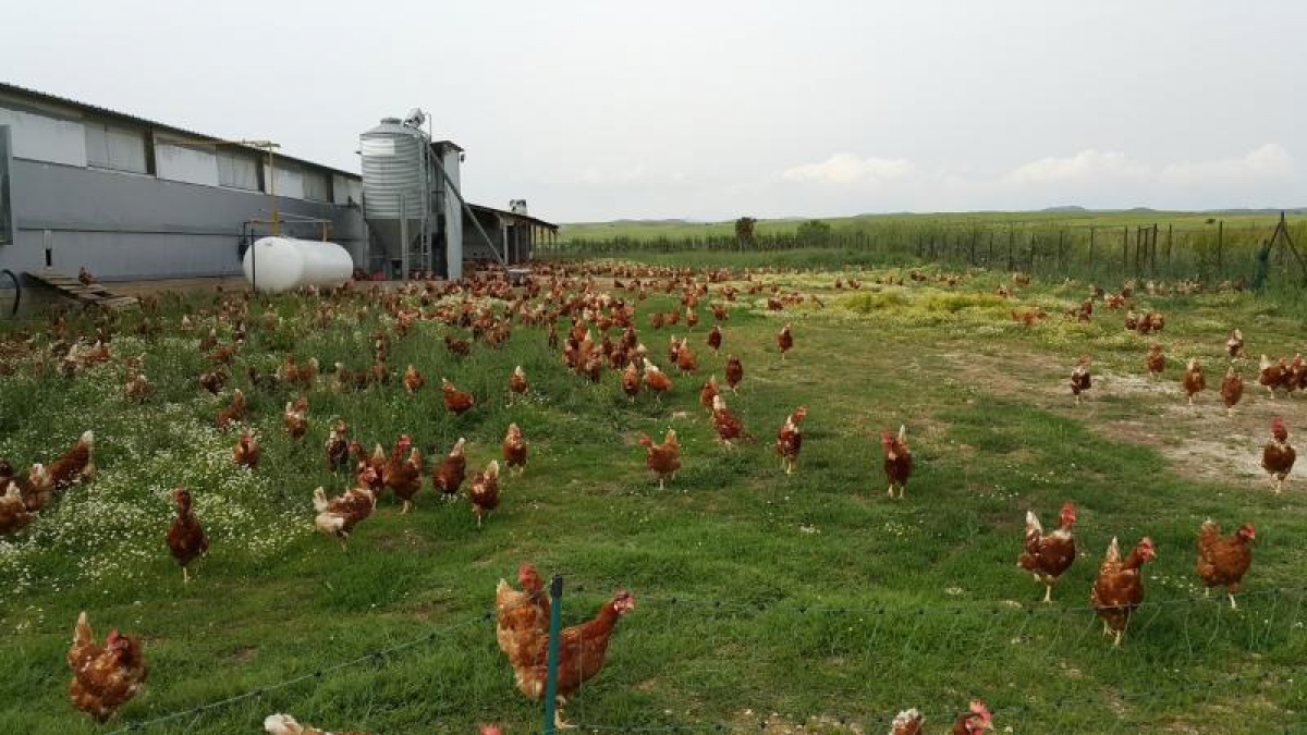 Και οι πτηνοτροφικές μονάδες εντάσσονται στον Αναπτυξιακό με τροποποιητική ΚΥΑ των Λιβανού, Παπαθανάση και Οικονόμου