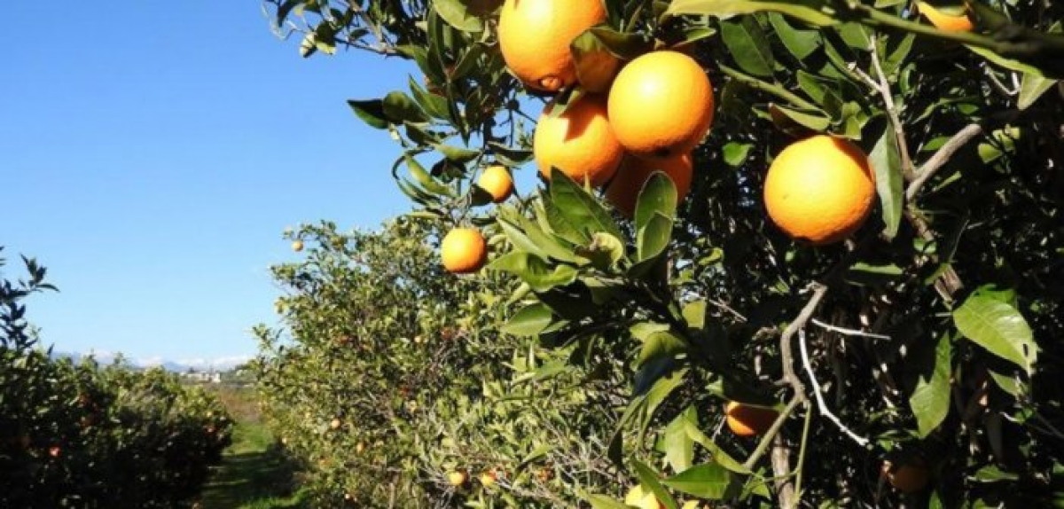 Αγανάκτηση στους παραγωγούς του Αγρινίου – Βουλιάζουν οι τιμές