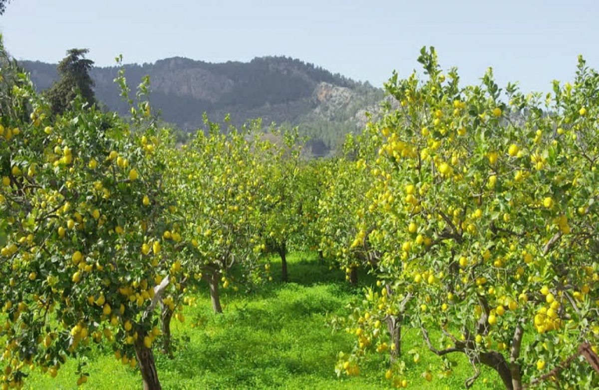 Επιβλαβής οργανισμός καραντίνας στην Αιτωλοακαρνανία