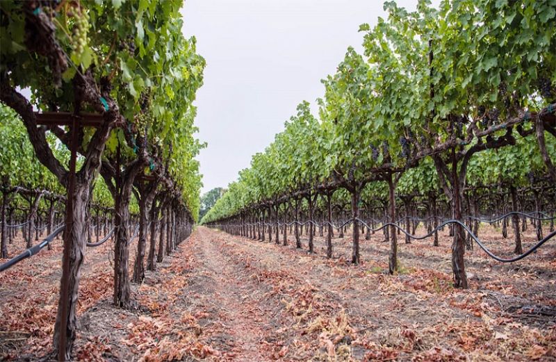 Φυτοπροστασία στο αμπέλι