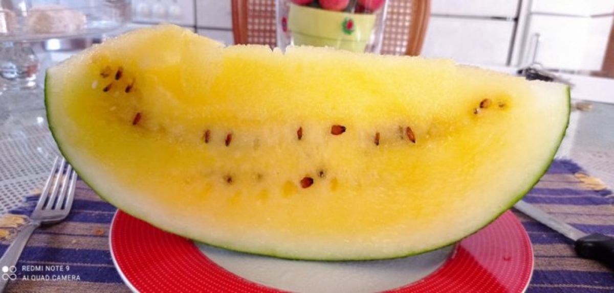 Αγρίνιο: Καλλιεργεί κίτρινο καρπούζι με χαμηλά σάκχαρα και λίγες θερμίδες