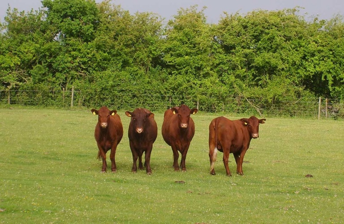 Η ευρωπαϊκή κτηνοτροφία