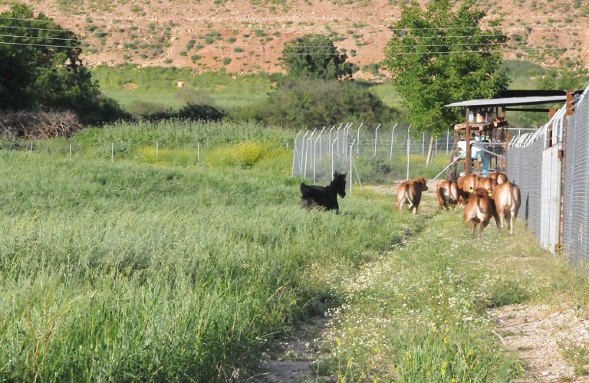 Ο πρωτογενής τομέας ως μοχλός ανάπτυξης της οικονομίας