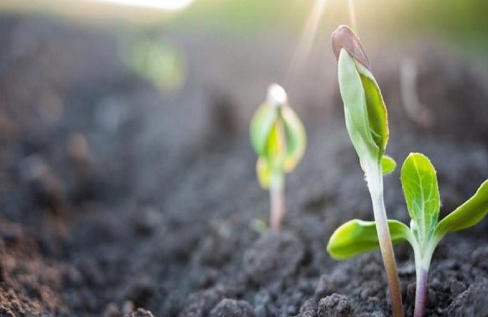 Αξιολόγηση της επεξεργασίας γονιδιώματος σε φυτά