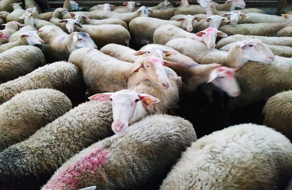 333 εστίες καταρροϊκού πυρετού