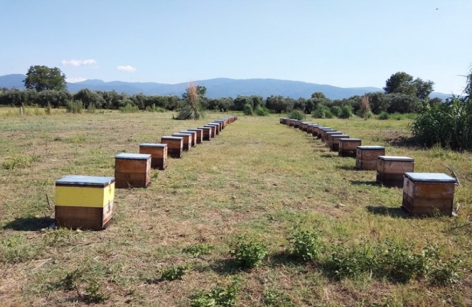 Όσα πρέπει να γνωρίζετε για το μέλι