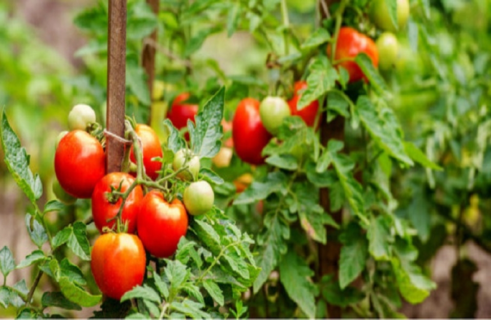 Ασθένειες στην υπαίθρια επιτραπέζια ντομάτα