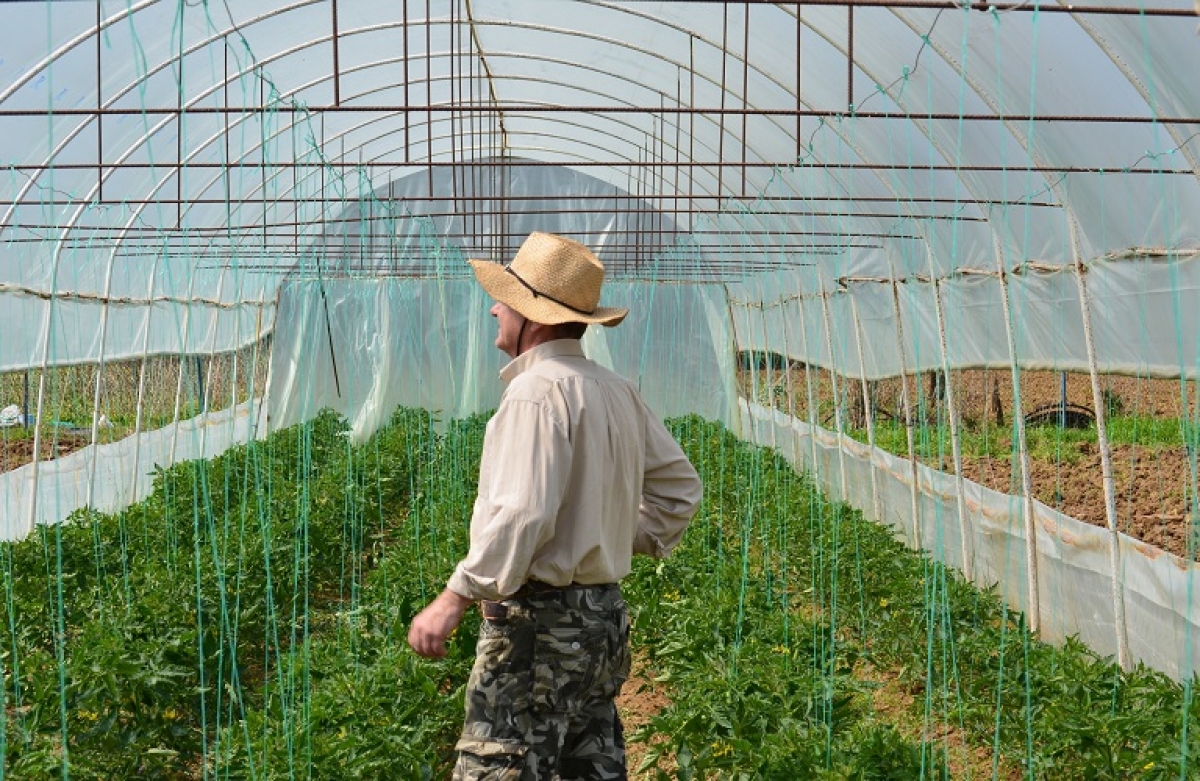 Οικονομικοί Λογαριασμοί Γεωργίας
