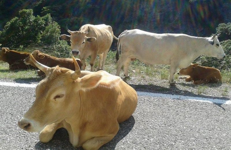 Έρχονται πρόστιμα για τα ανεπιτήρητα ζώα