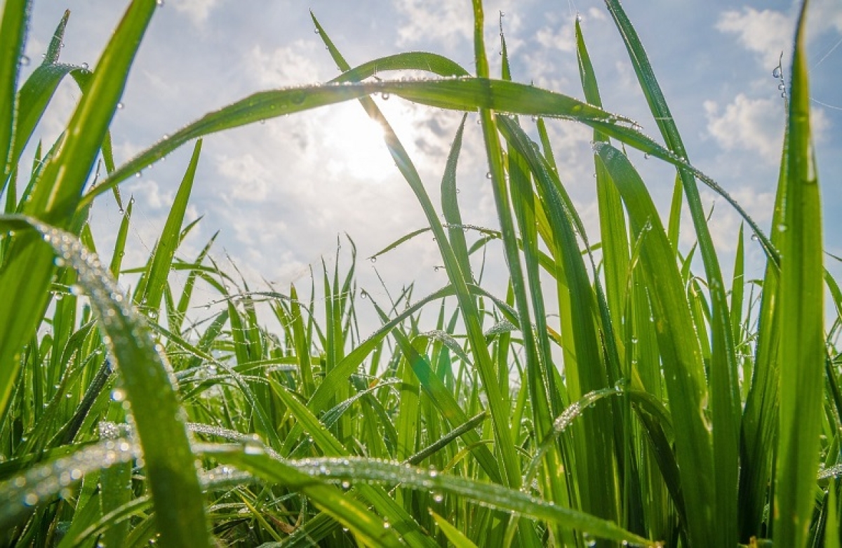 Εκπομπές διοξειδίου του άνθρακα και αγρότες – Τι αποφάσισε το Ευρωπαϊκό Κοινοβούλιο
