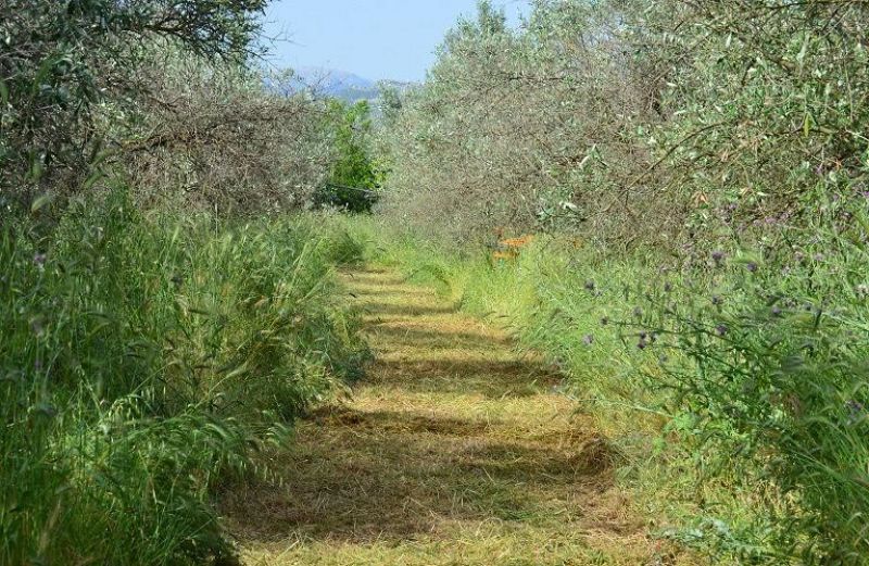 Διαχείριση ζιζανίων στους ελαιώνες