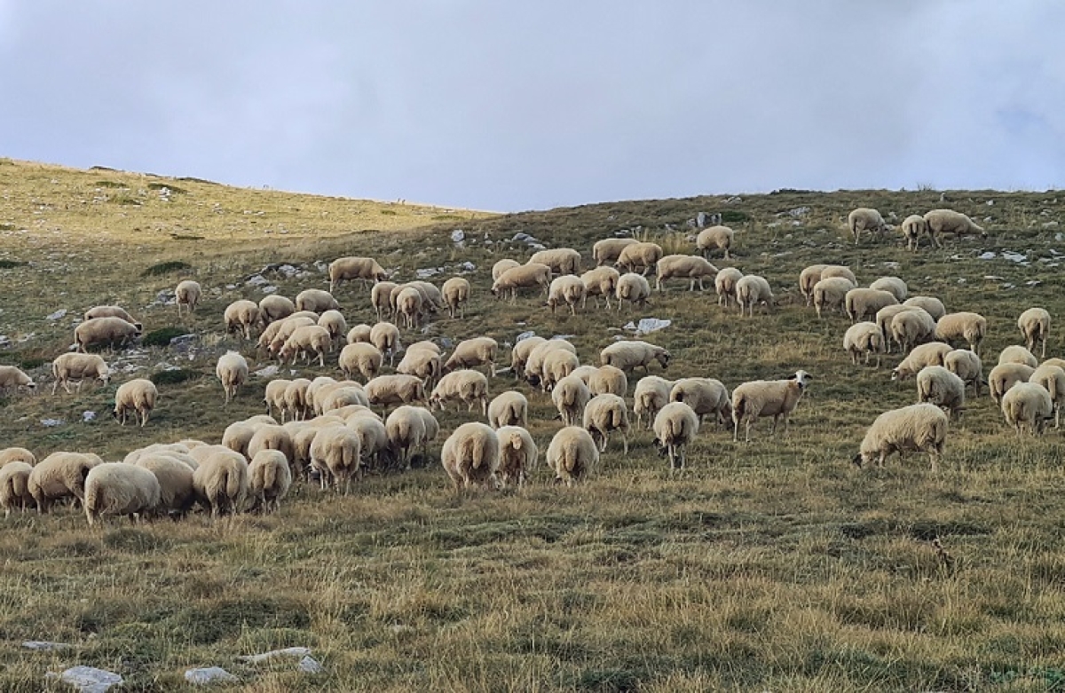 Κρίσιμη σύσκεψη για την κατανομή των πόρων στην κτηνοτροφία