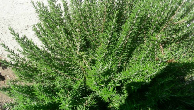 Ποιο είναι το βότανο που ενισχύει τη μνήμη έως και 75%! - Πολλά τα οφέλη του στην υγεία