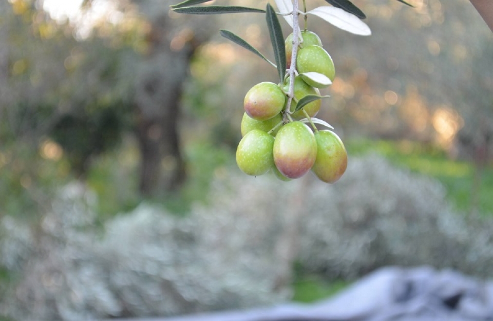 Οδηγός βιολογικής καλλιέργειας ελιάς