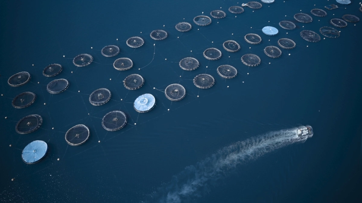 Ελληνική ιχθυοκαλλιέργεια: πωλήσεις 546 εκατ. ευρώ, επενδύσεις, αλλά και προβληματισμός για τις μακροχρόνιες επιπτώσεις της πανδημίας