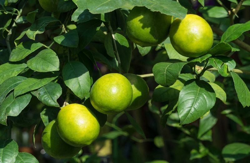 Ενημέρωση των καλλιεργητών εσπεριδοειδών για τον παθογόνο ιό της ΤΡΙΣΤΕΤΣΑΣ