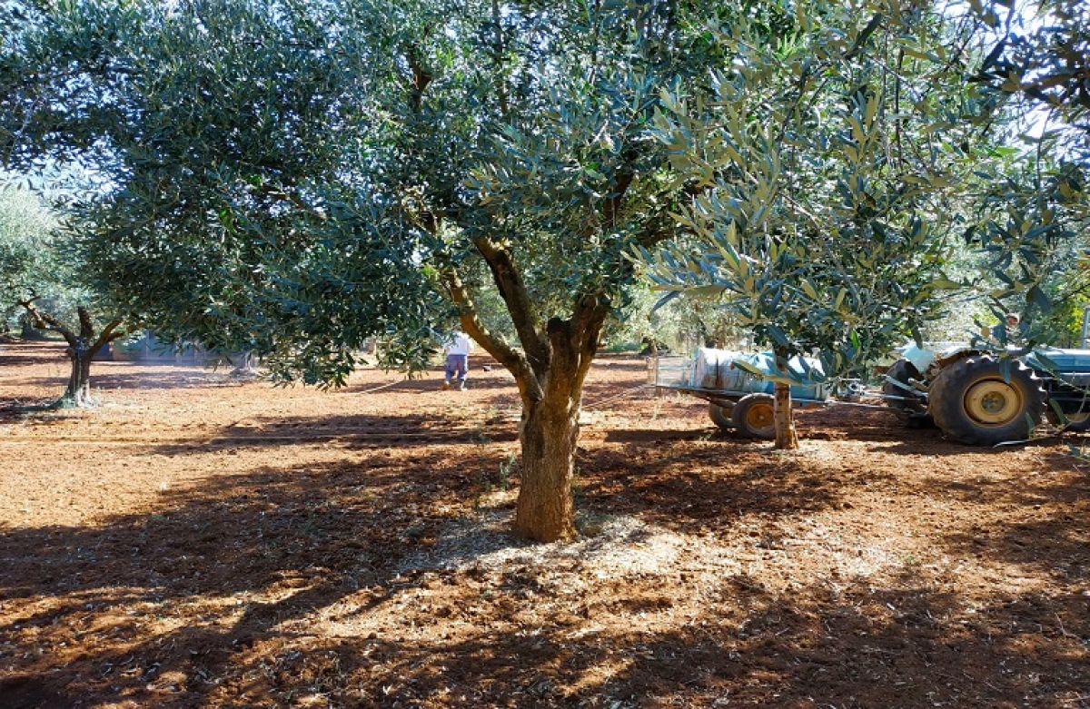 Ελιές: ασθένειες και αναγκαίες επεμβάσεις