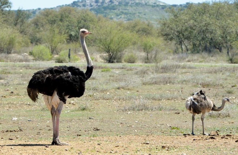 Στρουθοκάμηλος: Πληροφορίες για την εκτροφή