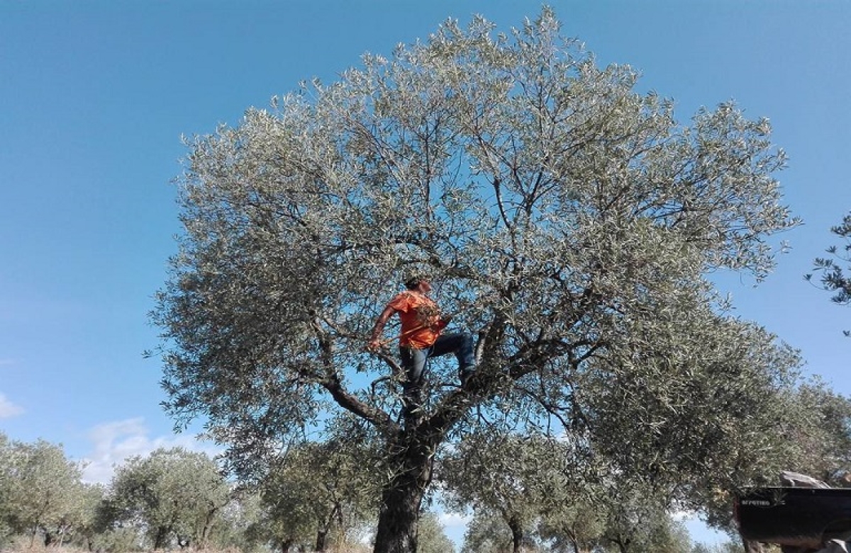 ΕΘΕΑΣ: Να αλλάξει η ΚΥΑ για τους μετακλητούς εργάτες γης