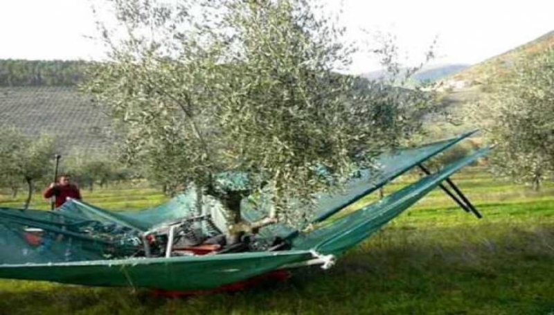 Το εκπληκτικό μηχάνημα που μαζεύει ελιές μέσα σε λίγα δευτερόλεπτα! (βίντεο)