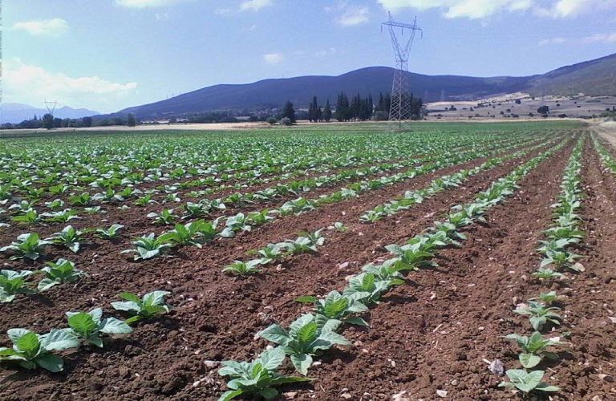 Στο 12% οι εκπομπές αερίων θερμοκηπίου από τη γεωργία