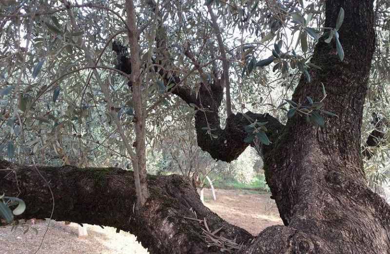Το κλάδεμα της ελιάς: όσα πρέπει να γνωρίζουν οι παραγωγοί