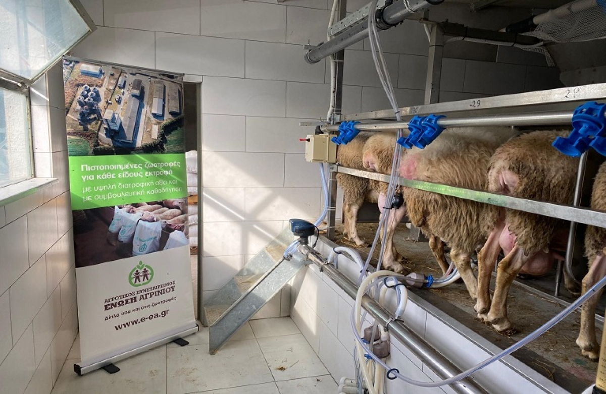 Συνεχίζονται οι εγγραφές στον κτηνοτροφικό - γαλακτοκομικό συνεταιρισμό