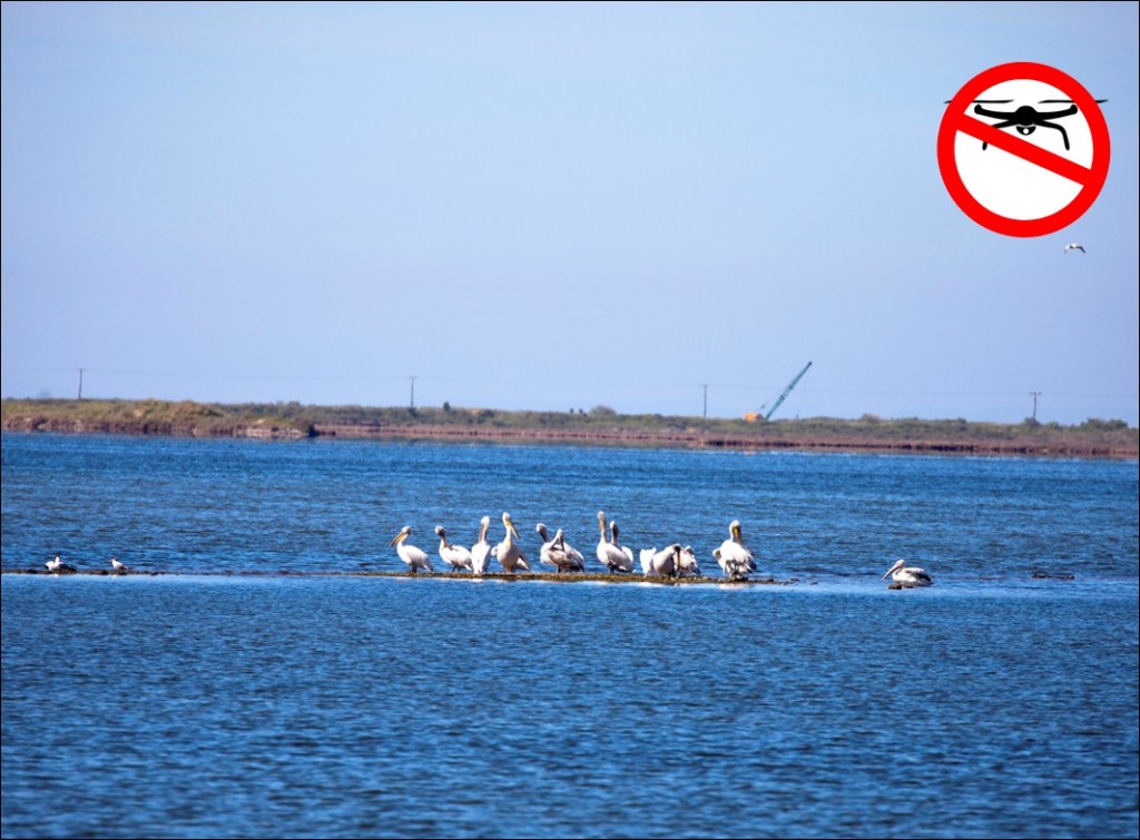 ΟΦΥΠΕΚΑ: Αυξημένες πτήσεις drone σε περιοχές που φωλιάζουν άγρια είδη ορνιθοπανίδας