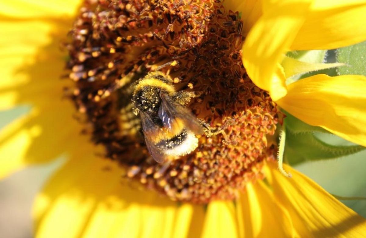 Μείωση κατά το ήμισυ της χρήσης φυτοφαρμάκων έως το 2030
