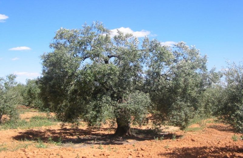Ψεκασμοί στο λιοστάσι