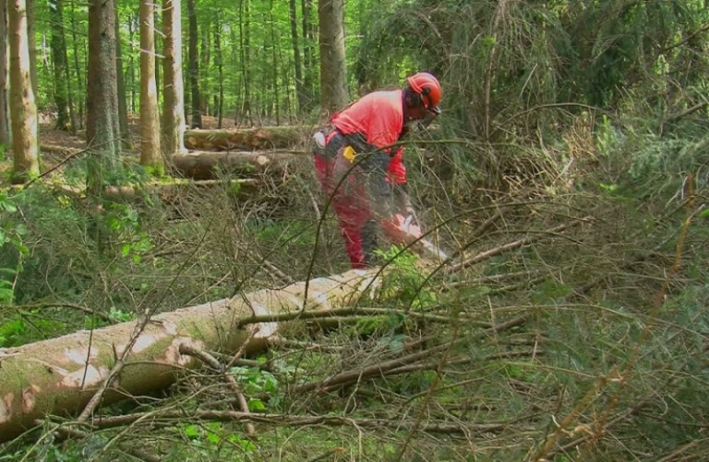 Δεσμευτικό νομικό πλαίσιο για την ανάσχεση της παγκόσμιας αποψίλωσης των δασών