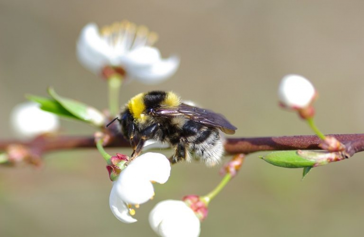 Βιοποικιλότητα: δεσμευτικοί στόχοι για την προστασία της άγριας ζωής