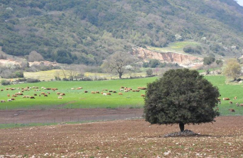Η ακτινογραφία της γεωργίας-κτηνοτροφίας