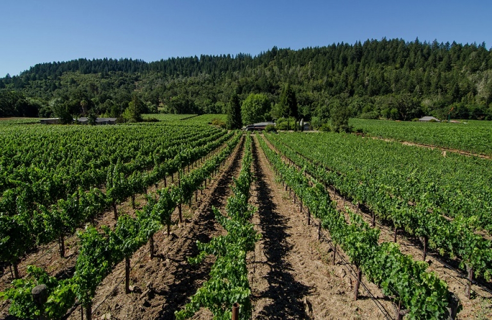 Η ΚΕΟΣΟΕ για την κατανομή των Αδειών Φύτευσης