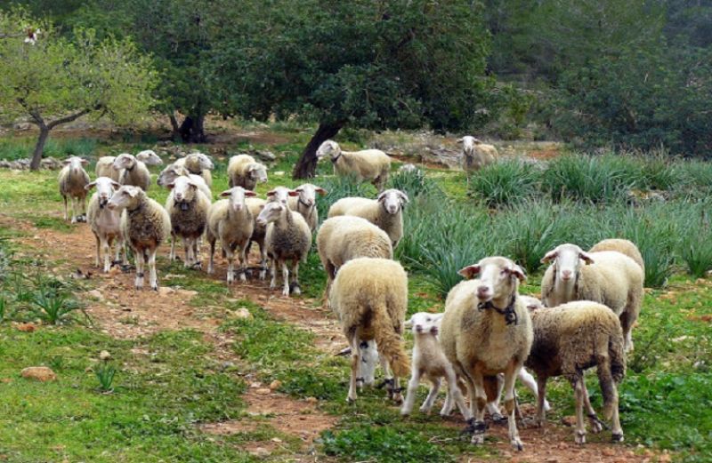 Βιολογικά: ανακοίνωση για τις πληρωμές