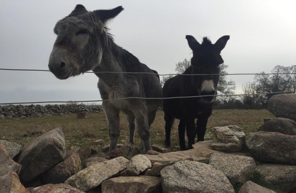 Ζητήματα προστασίας, σήμανσης και καταγραφής ιπποειδών