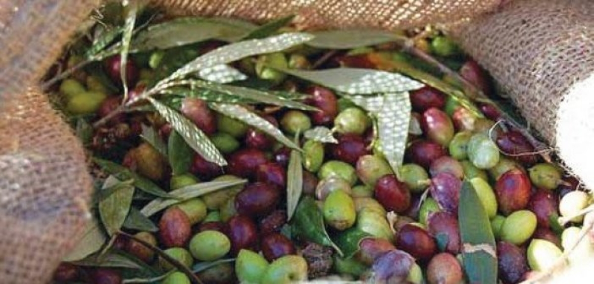 «Ελιά Καλαμών»: Μετά την απόφαση του ΣτΕ, τι; Λύση με Π.Γ.Ε.;